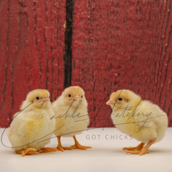 Red Pyle Standard Old English - Image 3