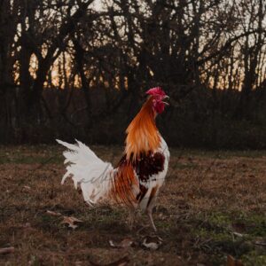 Red Pyle Standard Old English