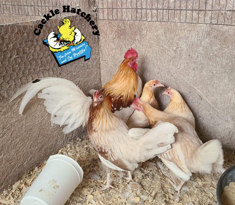 Red Pyle Standard Old English Chicken