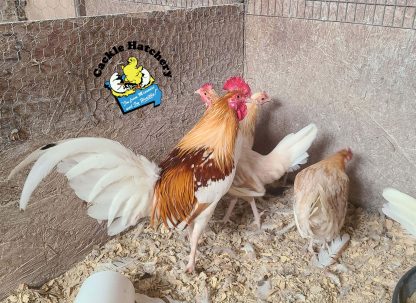 Red Pyle Standard Old English Chickens