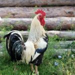 Do You Need a Rooster in Your Roost?