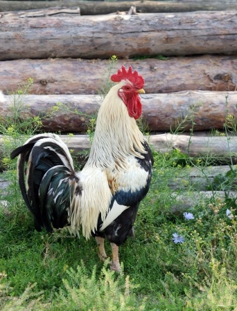 Do You Need a Rooster in Your Roost?