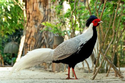 Silver Pheasants