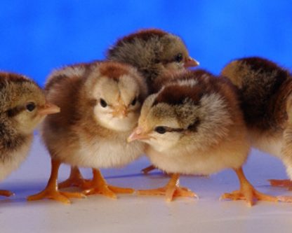 Day Old Golden Duckwing Old English Game Fowl Standard Chicken
