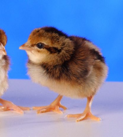 Day Old Black Breasted Red Old English Game Fowl Standard