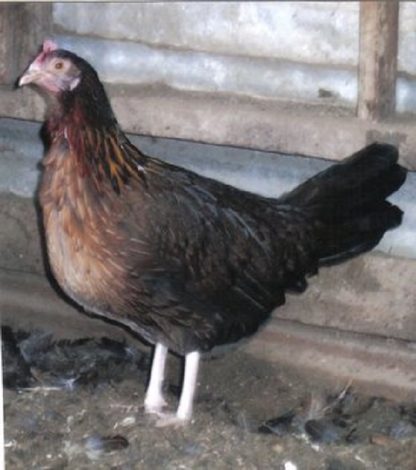 Black Breasted Red Old English Game Fowl Standard Hen