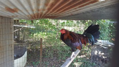 Black Breasted Red Old English Game Fowl Standard