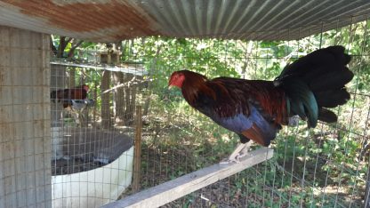 Black Breasted Red Old English Game Fowl Standard