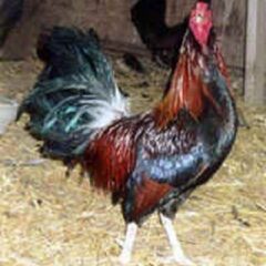 Black Breasted Red Old English Game Fowl Standard Rooster