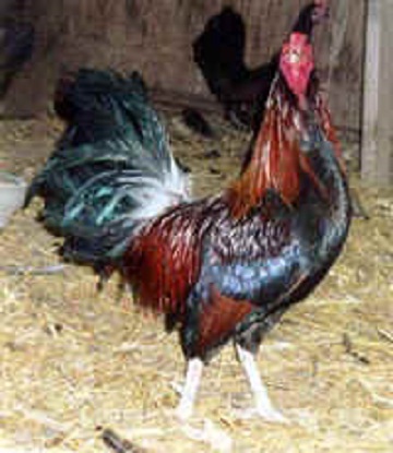 Black Breasted Red Old English Game Fowl Standard Rooster