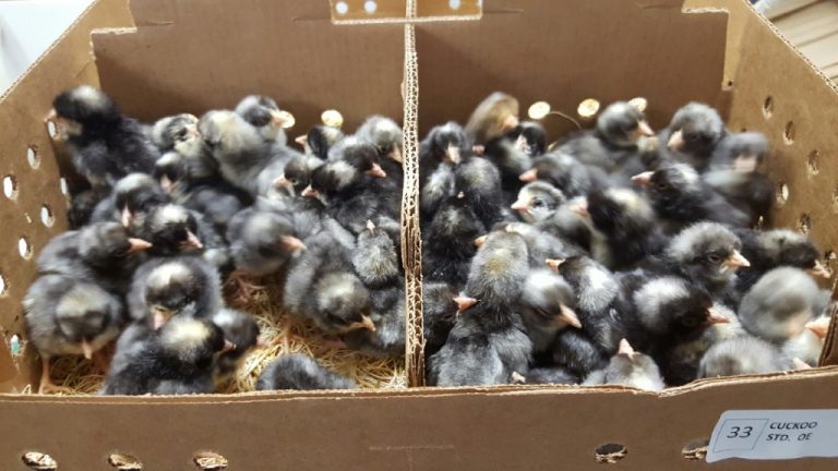 Cuckoo Standard Old English Chicken For Sale