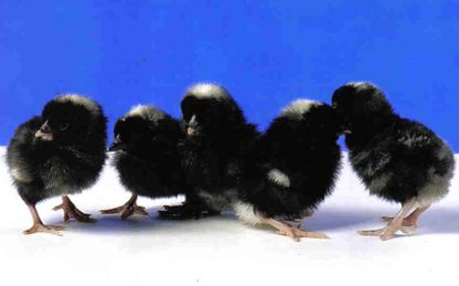 Day old Cuckoo Standard Old English Game Fowl Chicks
