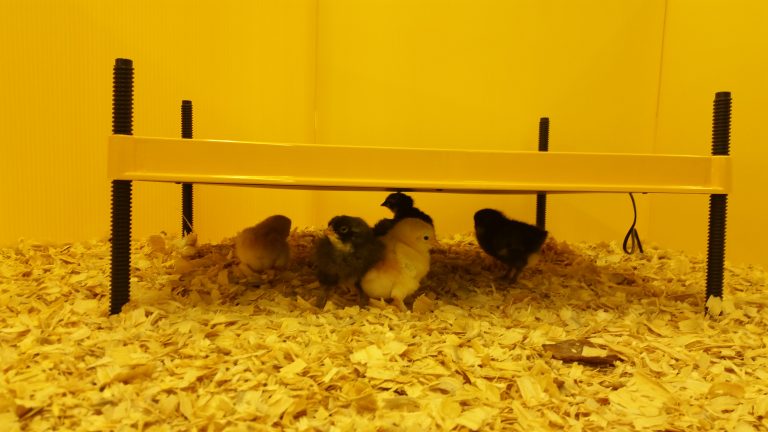 EcoGlow 50 Chick Brooder-4426