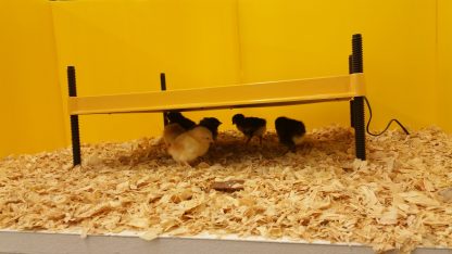 EcoGlow 50 Chick Brooder-4436