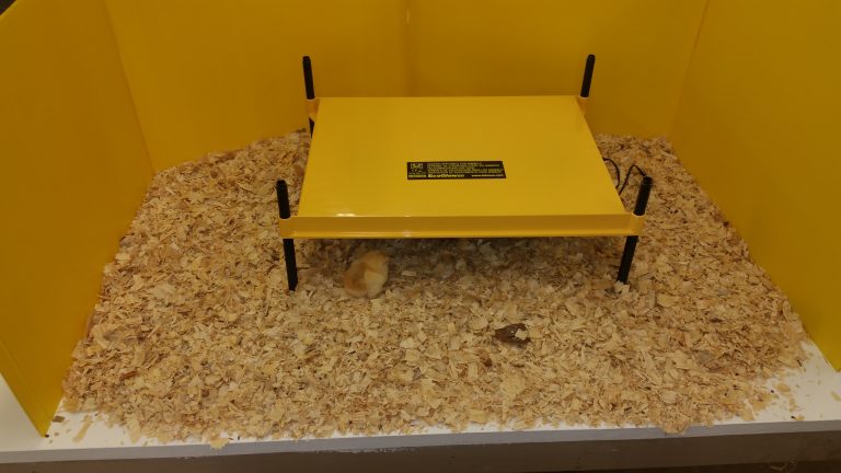EcoGlow 50 Chick Brooder-4428