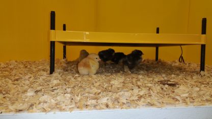 EcoGlow 50 Chick Brooder-4425