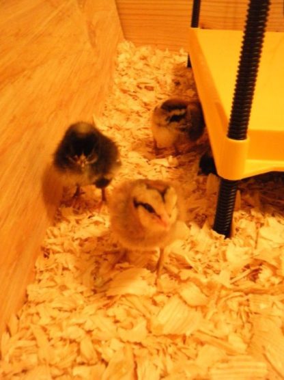 EcoGlow 50 Chick Brooder-3957