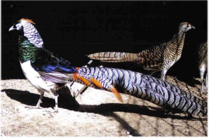 Lady Amherst Pheasant