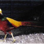 Red Golden Pheasant