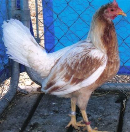 Red Pyle Old English Game Fowl Standard Hen