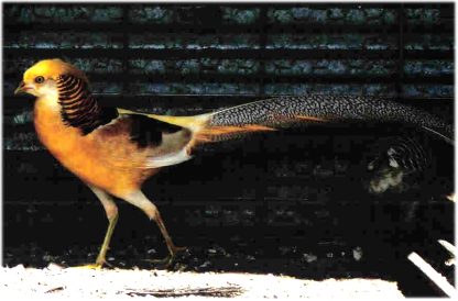 Yellow Golden Pheasant