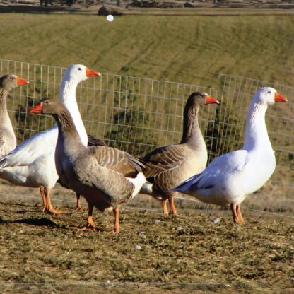 Hatchery Choice Geese Surplus