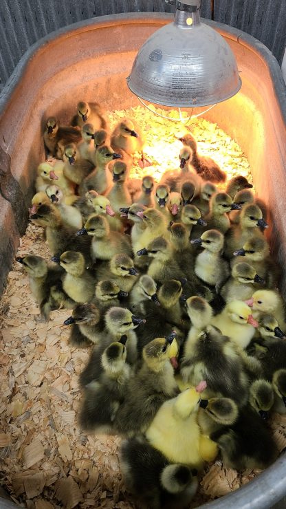 Hatchery Choice Geese