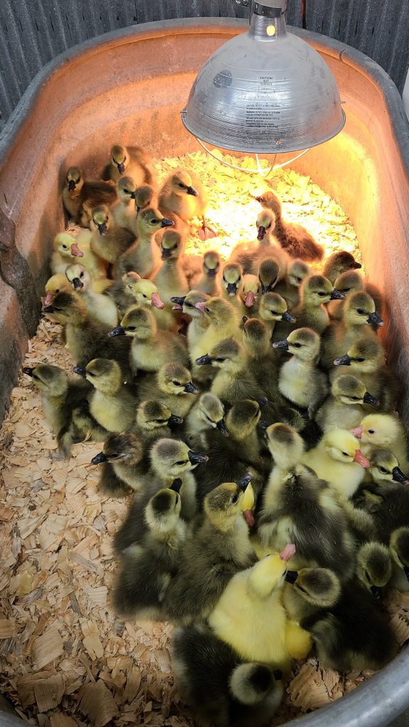 Hatchery Choice Geese Surplus Cackle Hatchery®