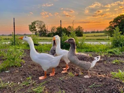 Hatchery Choice Geese