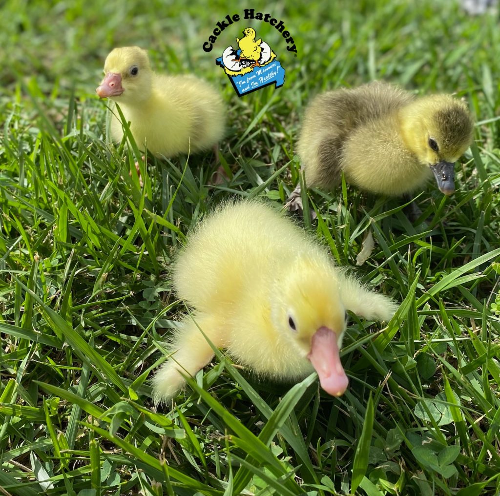 Hatchery Choice Geese Surplus Cackle Hatchery®