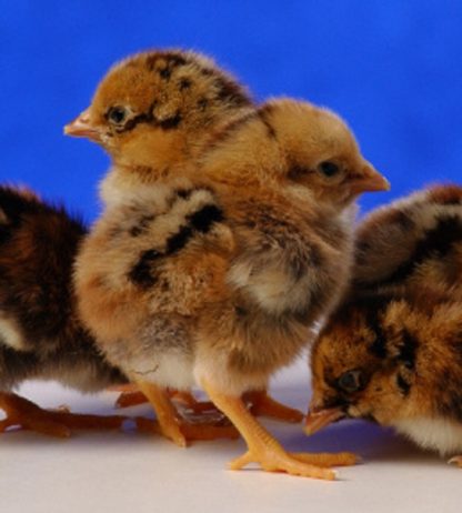 Day old Dark Cornish chicks