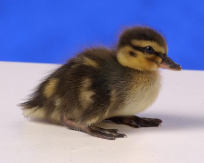 Day old Wild Flying Mallard duckling