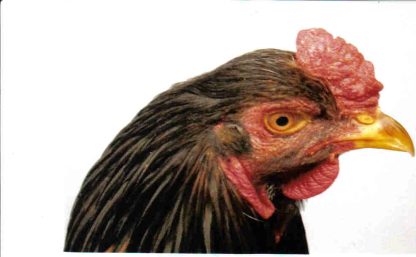 Head Shot of Dark Cornish Chicken Rooster