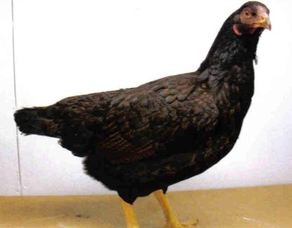 Dark Cornish Chicken Hen | Cackle Hatchery®