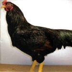 Dark Cornish Chicken Rooster at Cackle Hatchery®