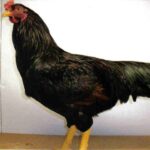 Dark Cornish Chicken Rooster at Cackle Hatchery®