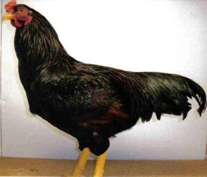 Dark Cornish Chicken Rooster at Cackle Hatchery®