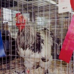 Standard Light Brahma Rooster