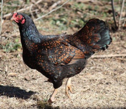 Dark Cornish Chicken