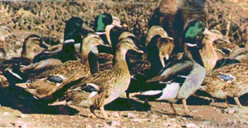 Flock of Wild Flying Mallard Ducks