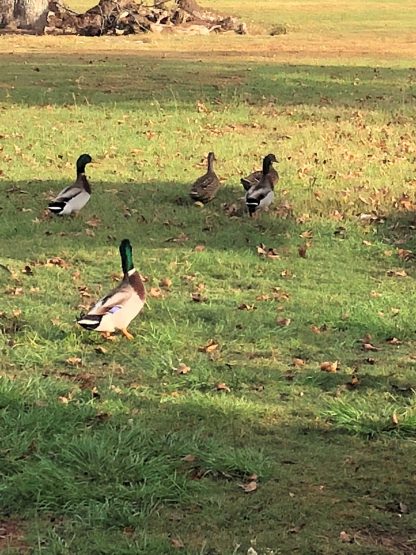 Flying Mallards Tami Neal