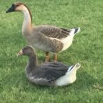 HATCHERY CHOICE GEESE