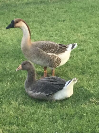 HATCHERY CHOICE GEESE