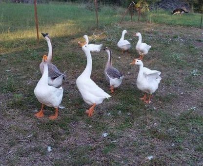 HATCHERY CHOICE GEESE