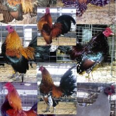 Cackle's Show Class Old English Bantam S/R Assortment 10 Qty-0