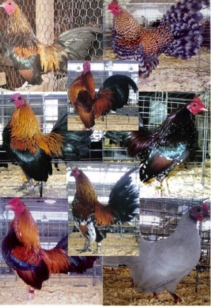 Cackle's Show Class Old English Bantam S/R Assortment 10 Qty-0