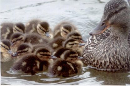 Mallard Duck hen with ducklings