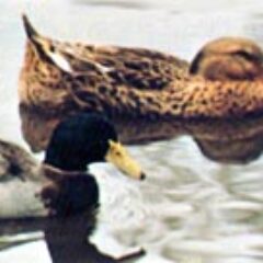 Pair of Wild Flying Mallard Ducks