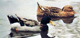Pair of Wild Flying Mallard Ducks