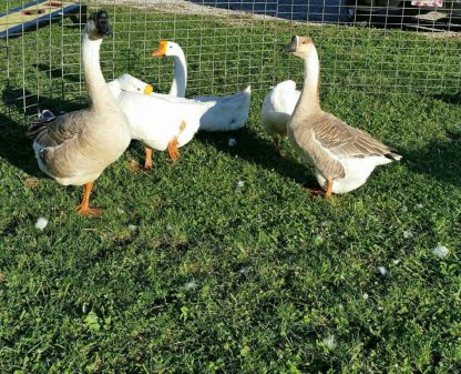 HATCHERY CHOICE GEESE